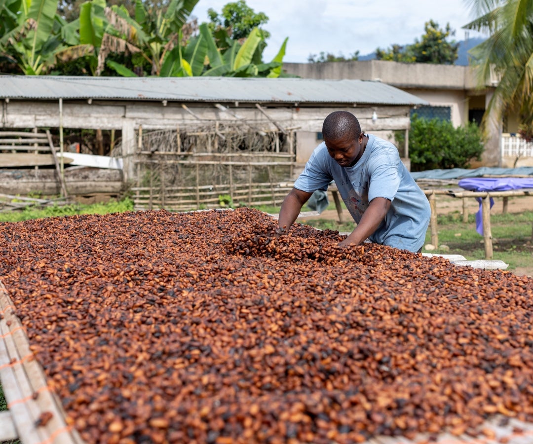 Ghana prevé que la cosecha de cacao se recuperará en la próxima temporada gracias al buen tiempo