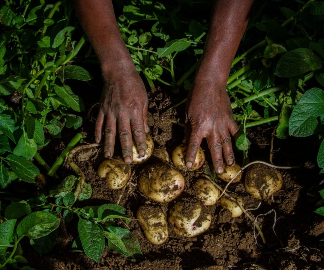 Llega una nueva tecnología para ayudar en el cultivo de la papa y evitar enfermedades
