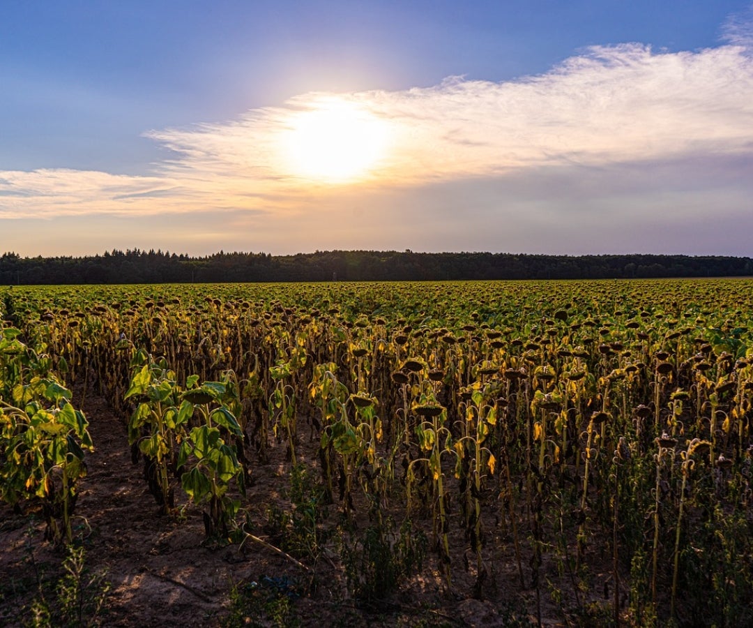 Joko Widodo pide bombas de agua para proteger los cultivos contra la ola de calor