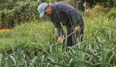 Vista general de un trabajador en el campo