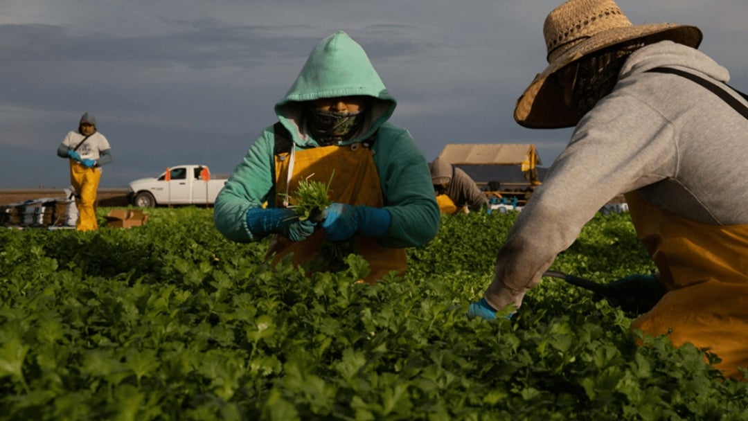 Cultivo de cilantro