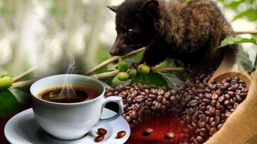 café-kopi-luwak AN