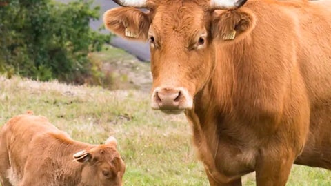 Alantra diseña su fase de preparación para emisión de bonos respaldada por ganado