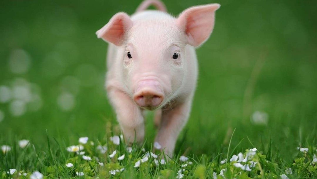 Mini pig