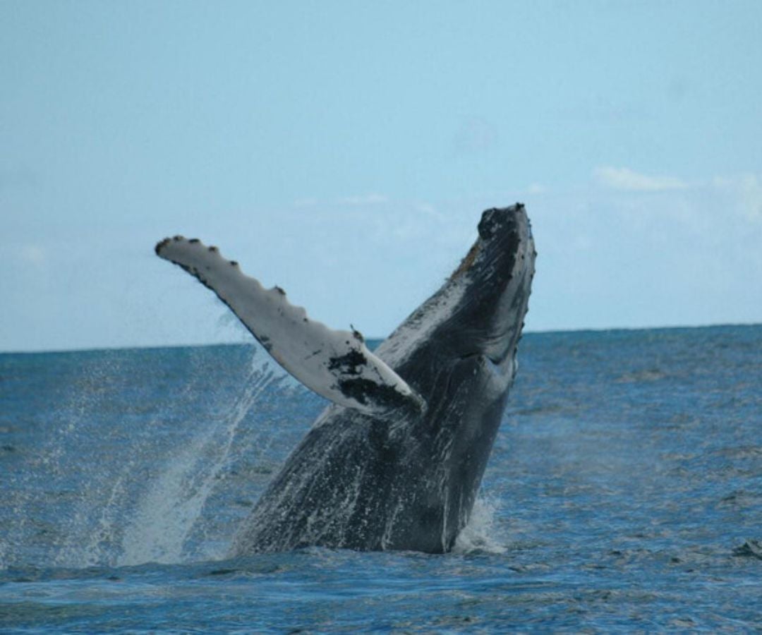 Está de vuelta la temporada de ballenas jorobadas al Pacífico colombiano