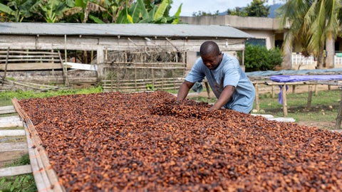 Cacaotero en Ghana
