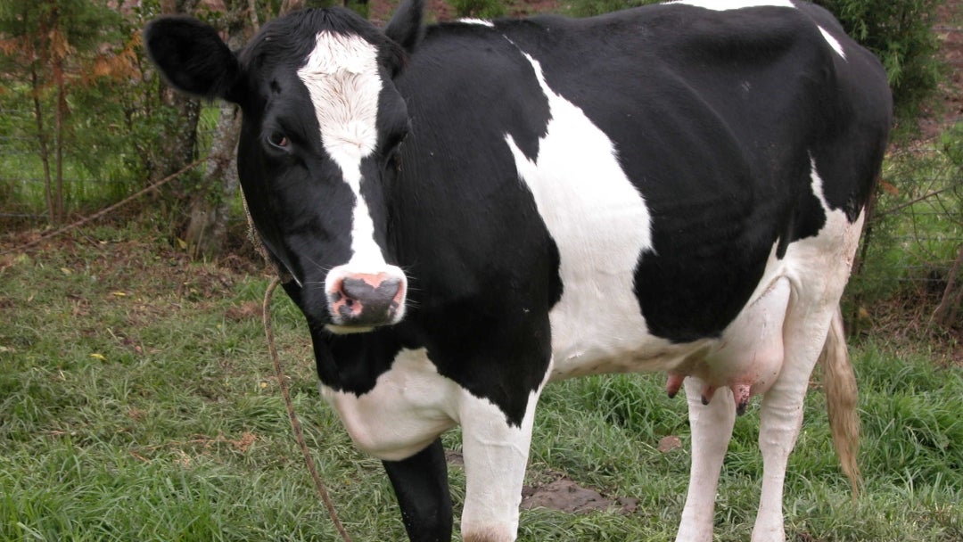 Vaca lechera