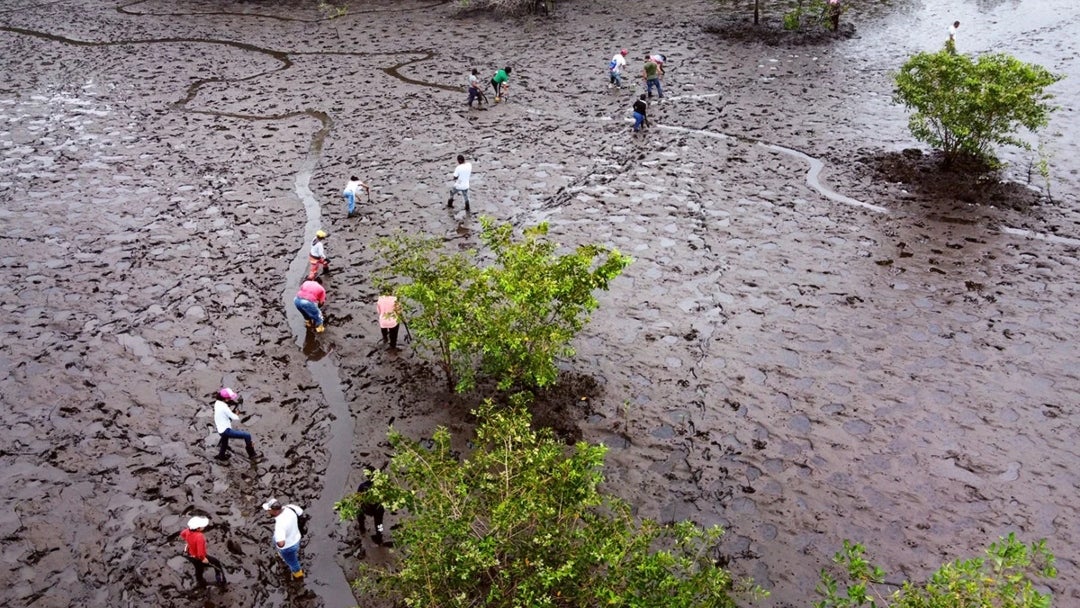 Tumaco