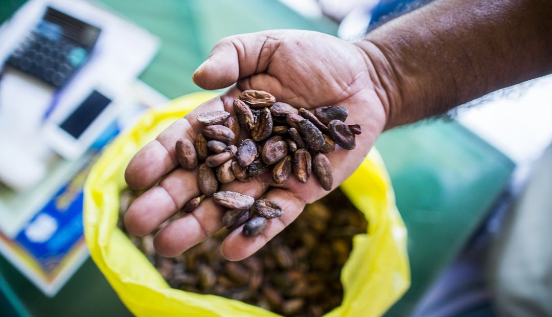 Los precios futuros del cacao toman un respiro y se reducen tras los valores récord