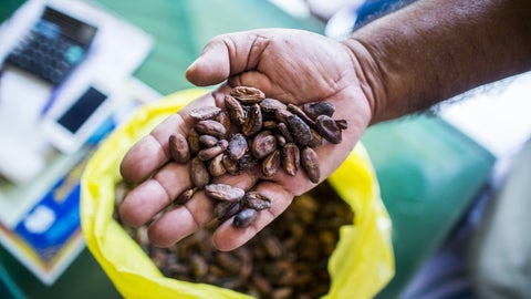 Cacao