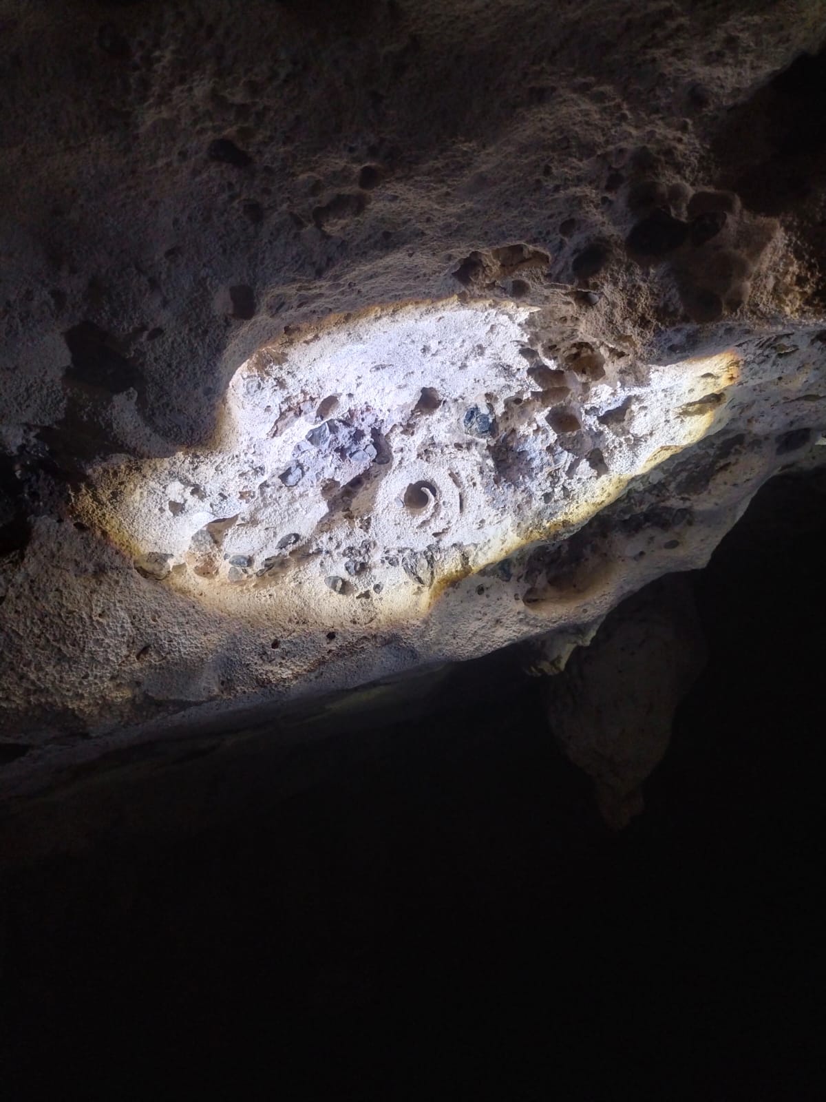 Fósil de concha marina en Aruba