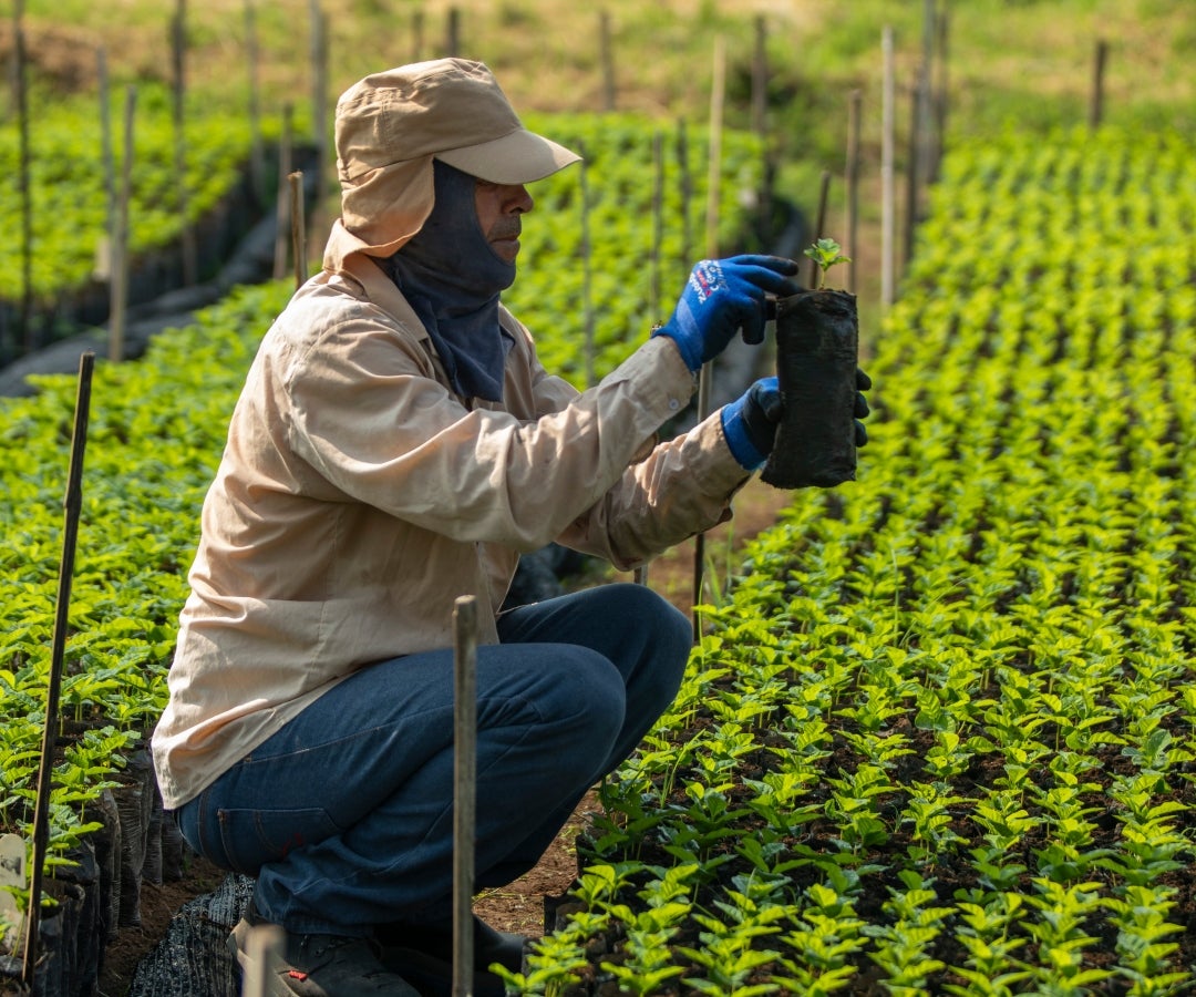 Renovación de cafetales