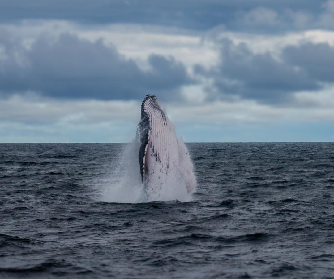 Avistamiento de ballenas