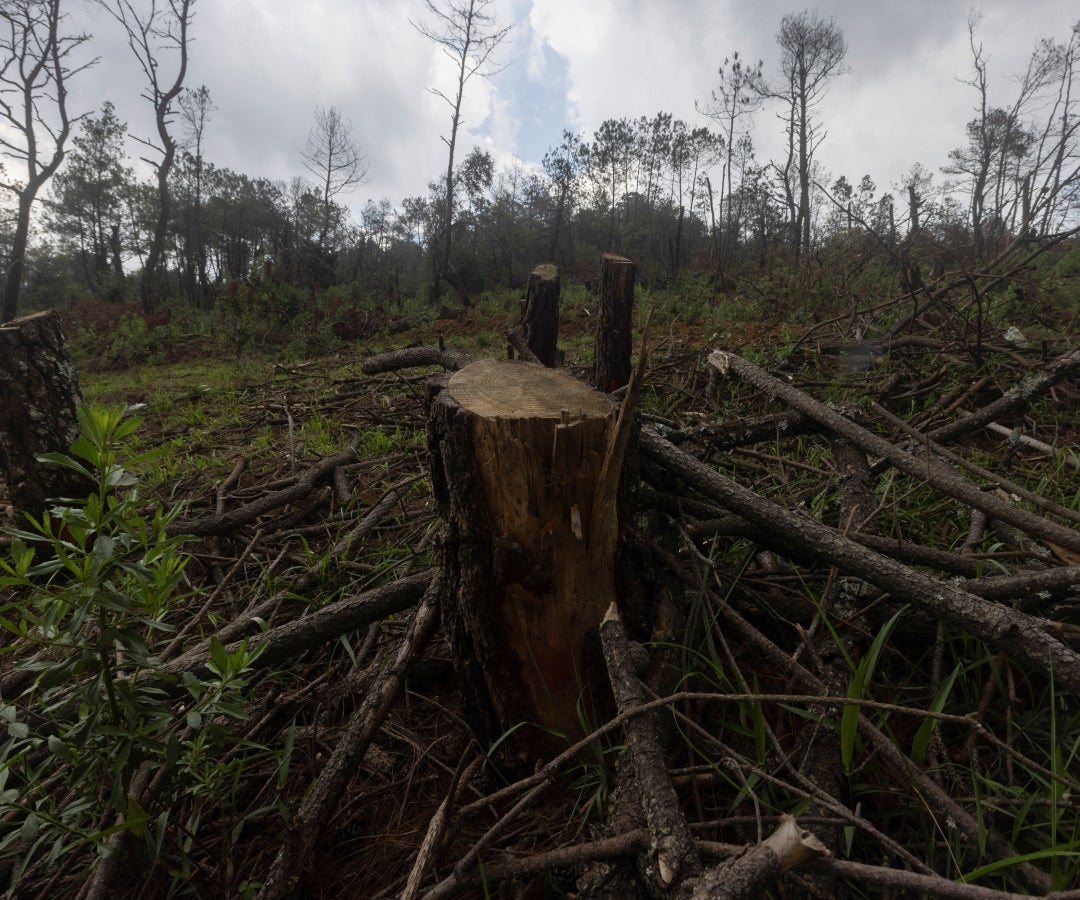 Área deforestada cerca de granjas de aguacate, en Michoacán, México