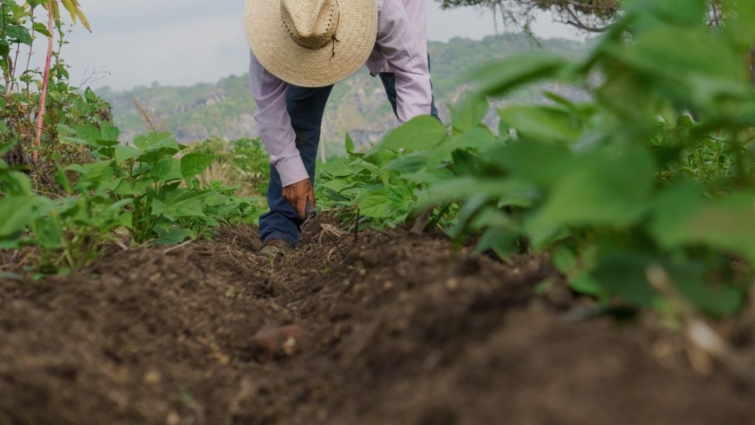 Finagro manifestó que priorizó a poblaciones vulnerables, jóvenes y mujeres rurales, y que otorgó más de 660.000 créditos agropecuarios.