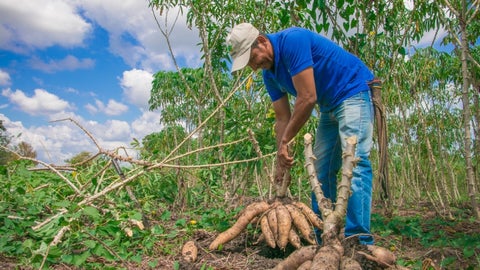 Campesino