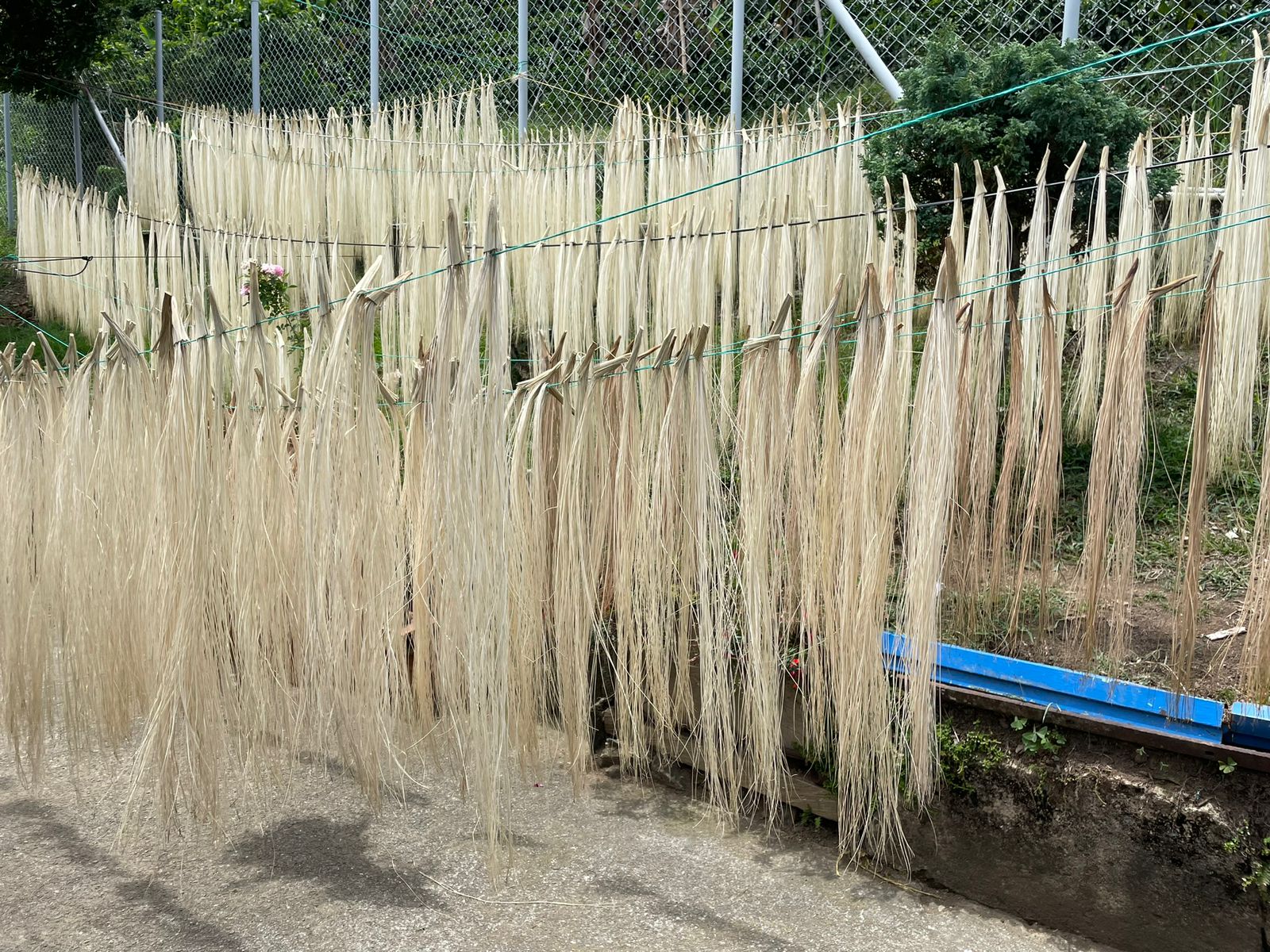 El cogollo de la iraca secándose