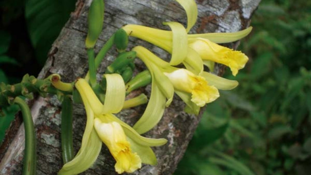 Flor de vainilla