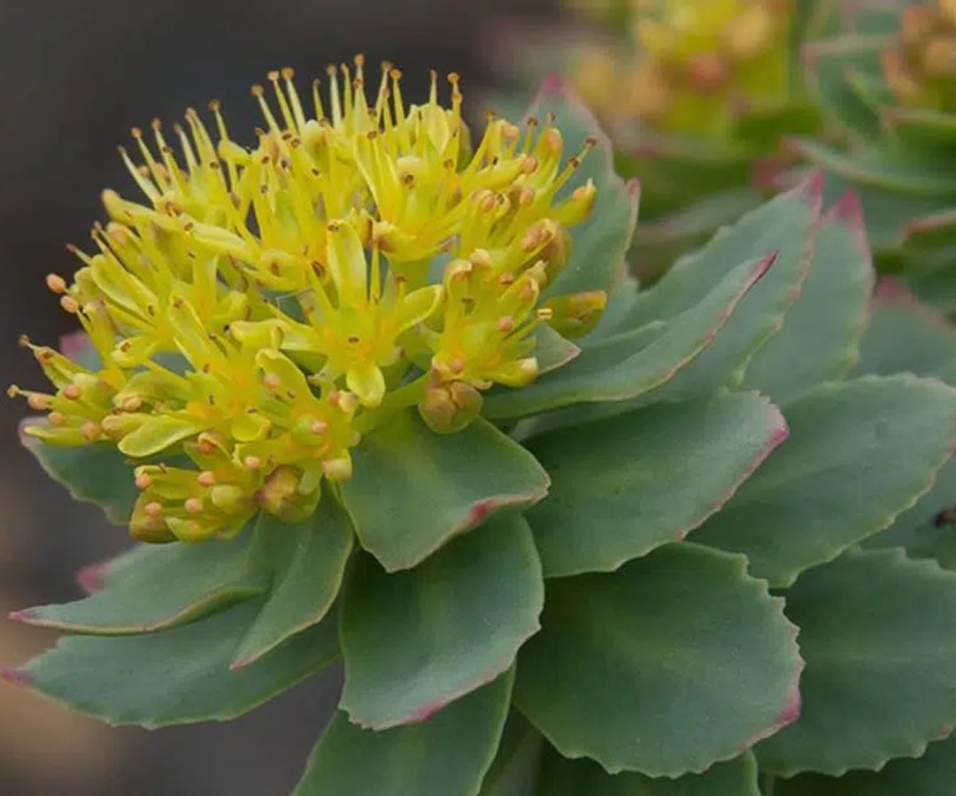 Rhodiola