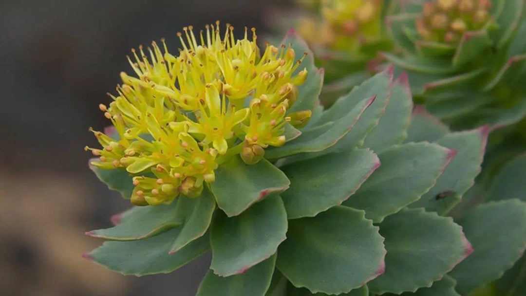 Rhodiola