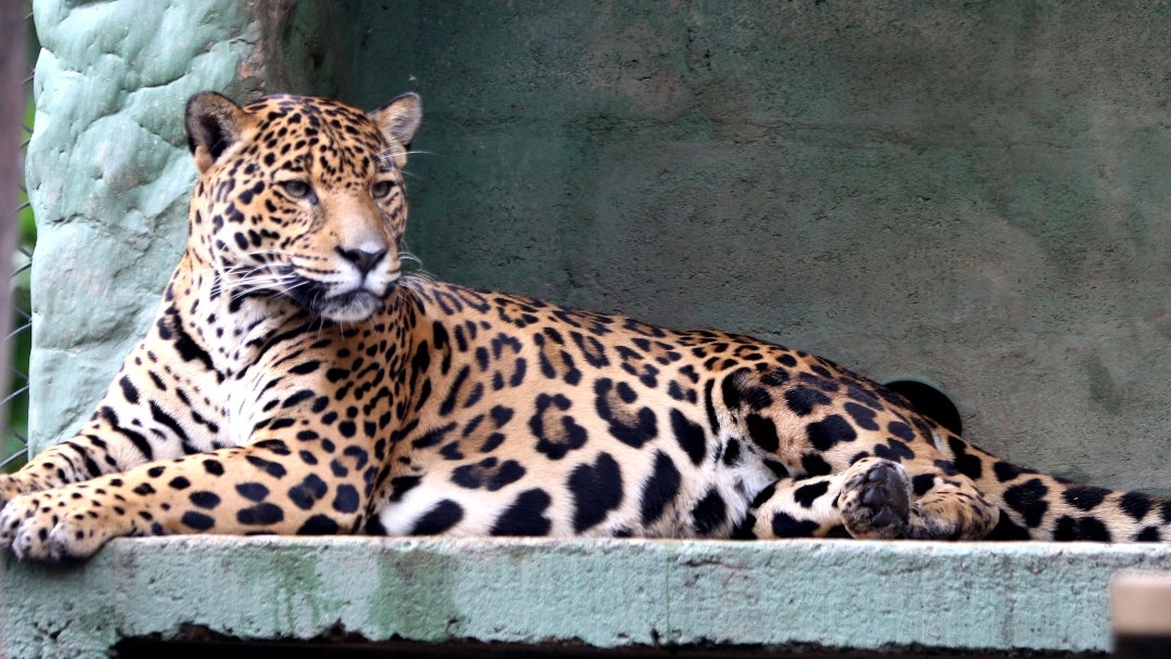 Jaguar