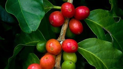 Frutos de café arábica