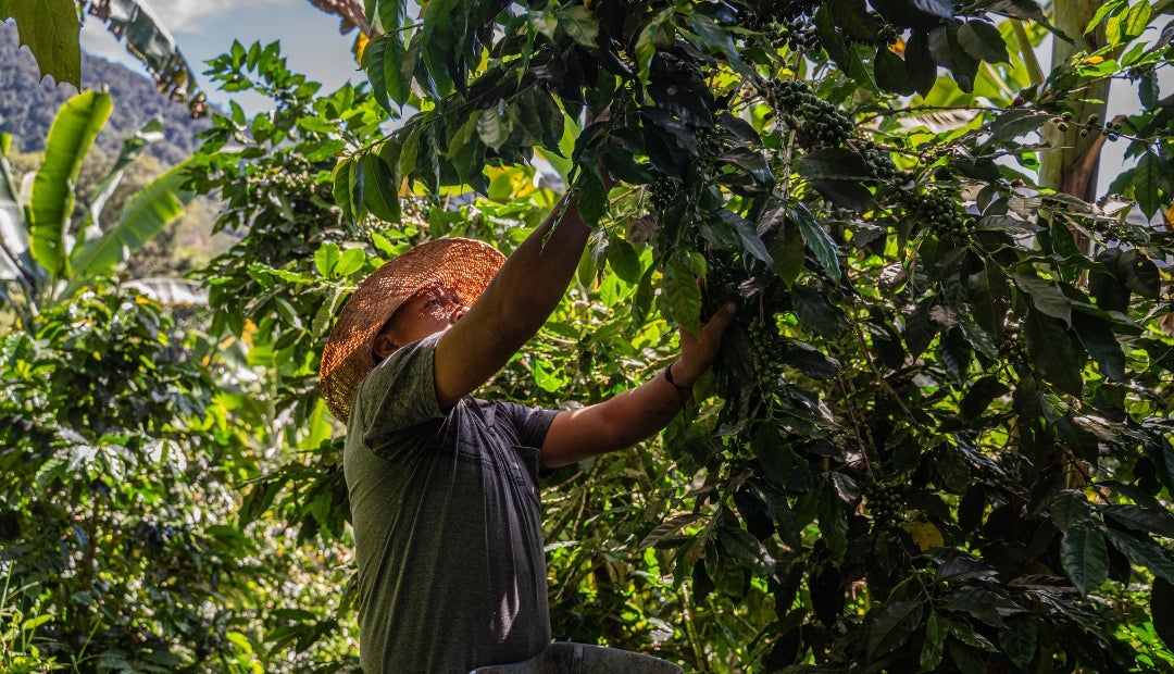 Las razones por las que el precio internacional del café llegó a ...
