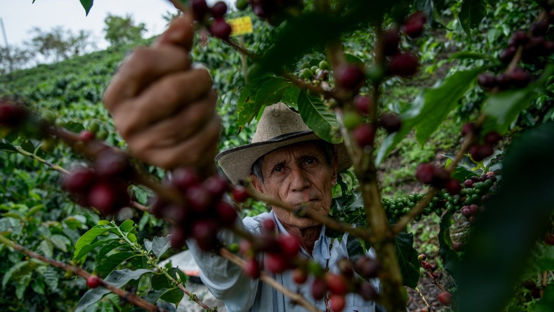 Trabajador recogiendo café en El Crucerito, Colombia