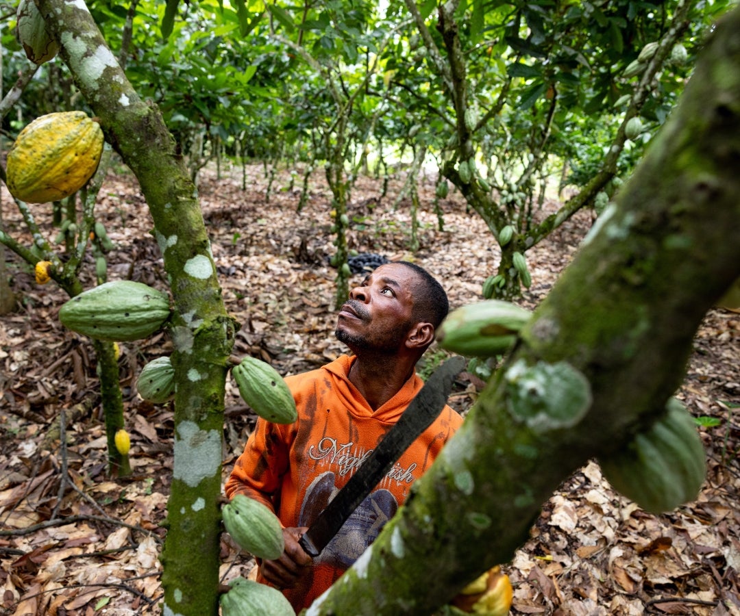 Cacaotero en Ghana
