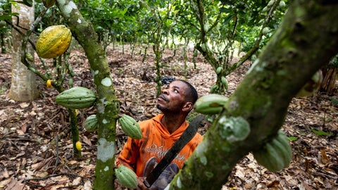 Cacaotero en Ghana