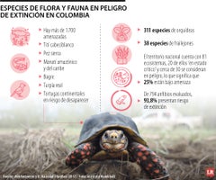 Hay 311 especies de orquídeas en riesgo, así como 38 especies de frailejones, plantas endémicas de los páramos colombianos Hay 311 especies de orquídeas en riesgo, así como 38 especies de frailejones, plantas endémicas de los páramos colombianos