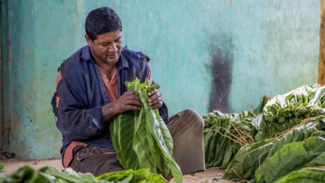 Cultivador de tabaco