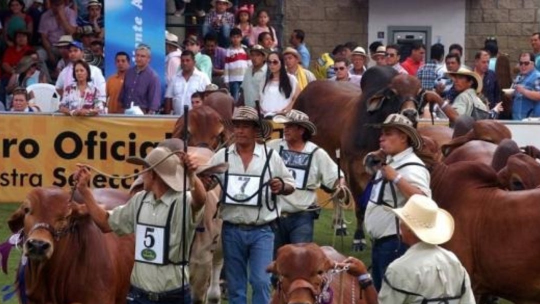 Ganado brahman rojo