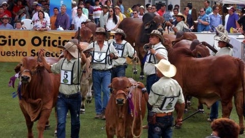 Ganado brahman rojo