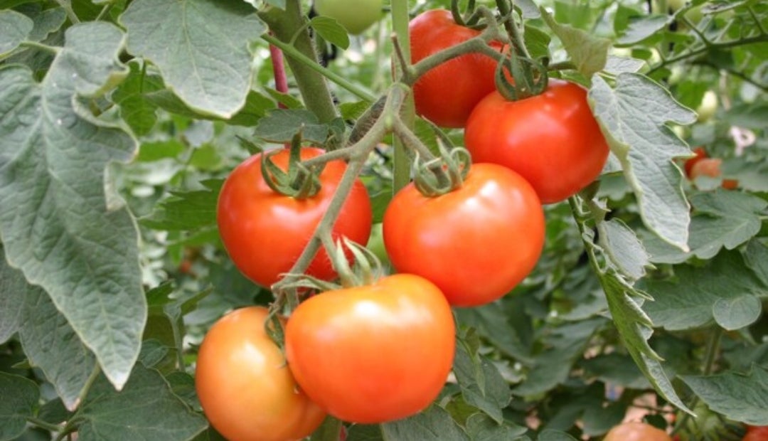 Tomate AN