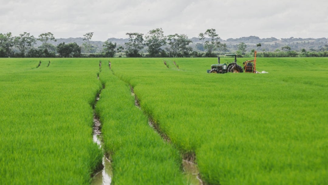 Campos de arroz