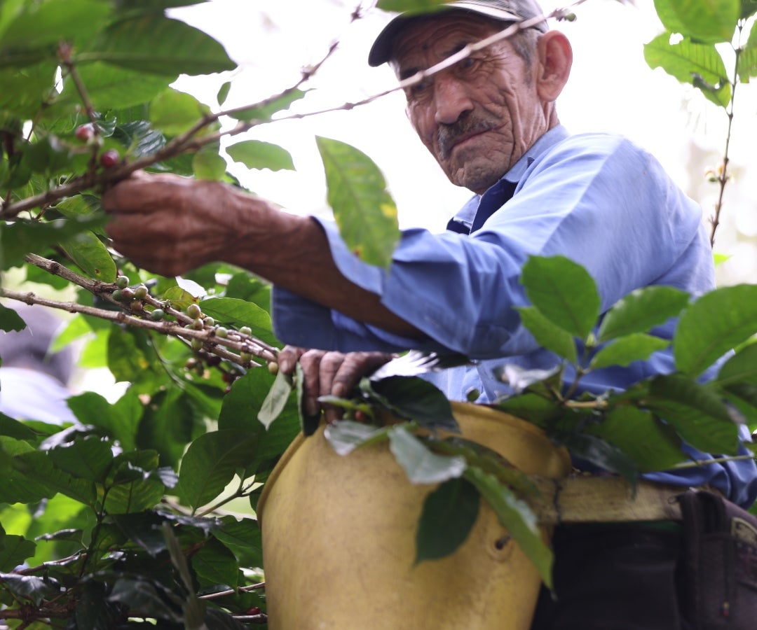 Caficultor en San Bernardo, Cundinamarca