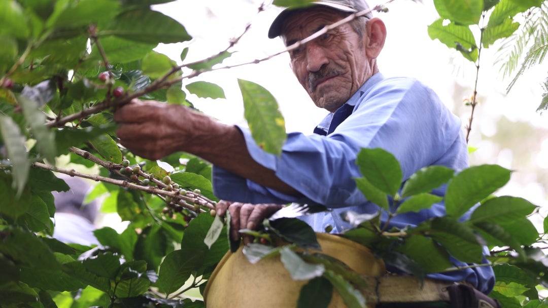 Caficultor en San Bernardo, Cundinamarca