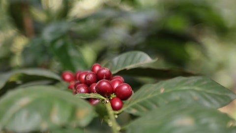 Café robusta