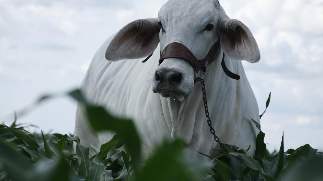 Brahman gris