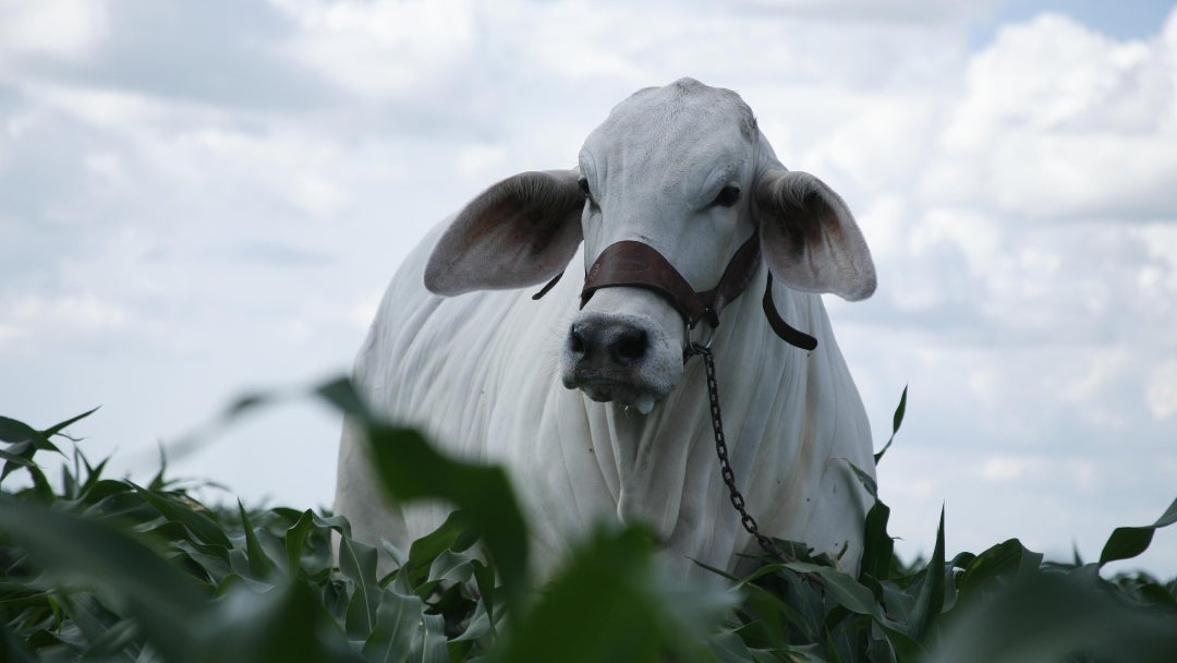 Brahman gris