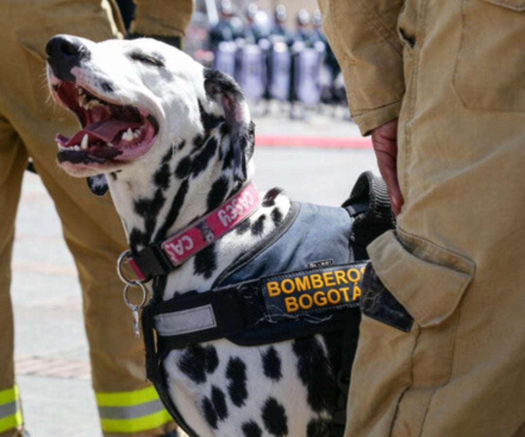 Las mascotas son un miembro más de las familias colombianas, y de momento se cuenta con cerca de 27 millones de estas