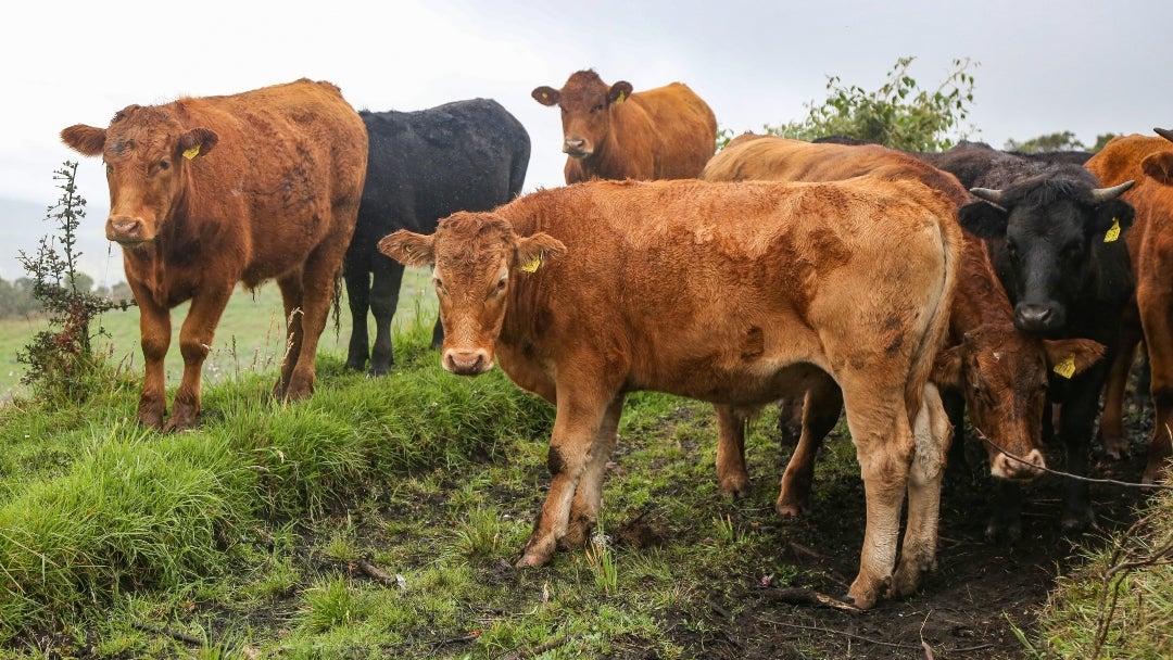 Ganado wagyu