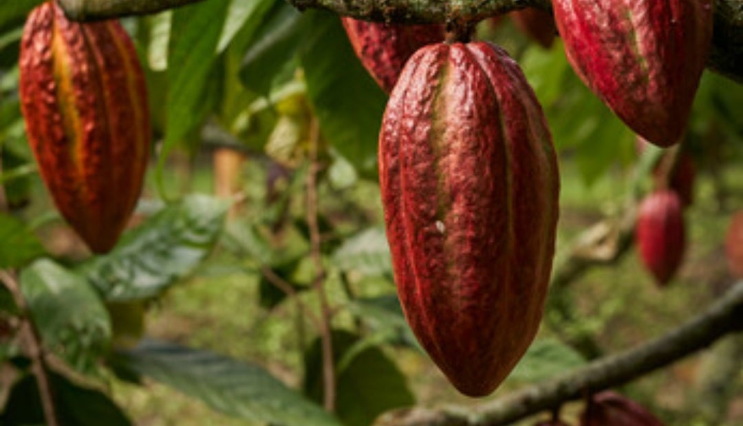 La fermentación es un proceso que necesita de la interacción entre factores abióticos y bióticos, que terminan por dar un sabor muy similar al chocolate fino La fermentación es un proceso que necesita de la interacción entre factores abióticos y bióticos, que terminan por dar un sabor muy similar al chocolate fino