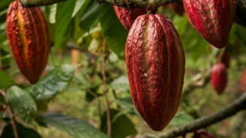 La fermentación es un proceso que necesita de la interacción entre factores abióticos y bióticos, que terminan por dar un sabor muy similar al chocolate fino