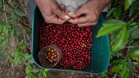 Granos de café