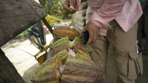 Cacao en Magdalena