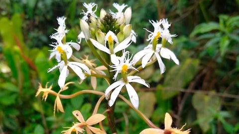 Orquídeas