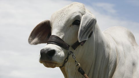 Brahman gris