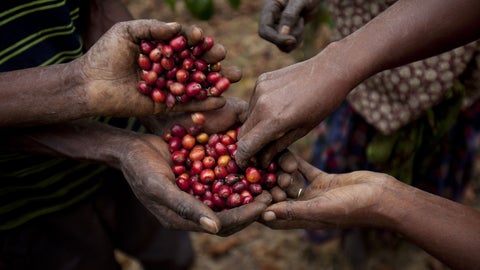 Café robusta en Uganda